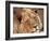 Close-up of a Lion (Panthera Leo), Mashatu Game Reserve, Botswana, Africa-Sergio Pitamitz-Framed Photographic Print