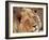 Close-up of a Lion (Panthera Leo), Mashatu Game Reserve, Botswana, Africa-Sergio Pitamitz-Framed Photographic Print