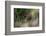 Close-up of a lion's muzzle, Panthera leo. Mala Mala Game Reserve, South Africa.-Sergio Pitamitz-Framed Photographic Print