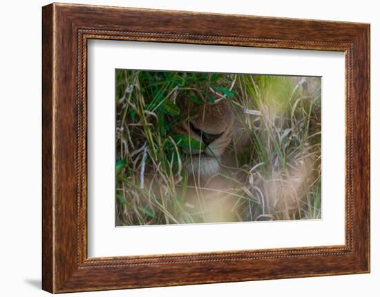 Close-up of a lion's muzzle, Panthera leo. Mala Mala Game Reserve, South Africa.-Sergio Pitamitz-Framed Photographic Print