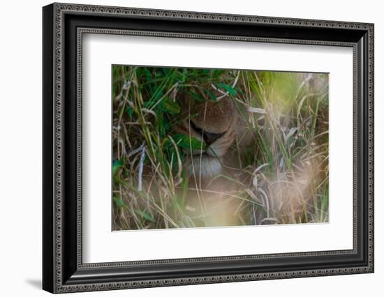 Close-up of a lion's muzzle, Panthera leo. Mala Mala Game Reserve, South Africa.-Sergio Pitamitz-Framed Photographic Print