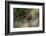 Close-up of a lion's muzzle, Panthera leo. Mala Mala Game Reserve, South Africa.-Sergio Pitamitz-Framed Photographic Print