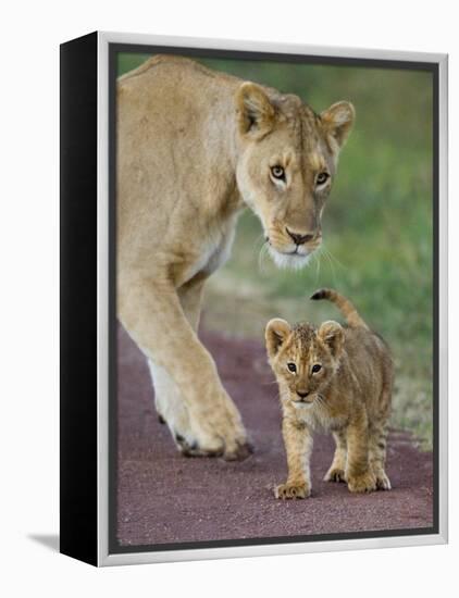 Close-up of a Lioness and Her Cub, Ngorongoro Crater, Ngorongoro Conservation Area-null-Framed Premier Image Canvas