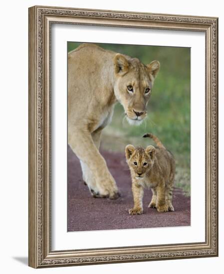 Close-up of a Lioness and Her Cub, Ngorongoro Crater, Ngorongoro Conservation Area-null-Framed Photographic Print