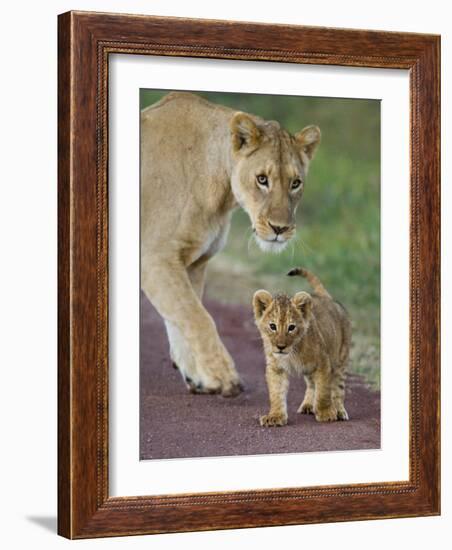 Close-up of a Lioness and Her Cub, Ngorongoro Crater, Ngorongoro Conservation Area-null-Framed Photographic Print