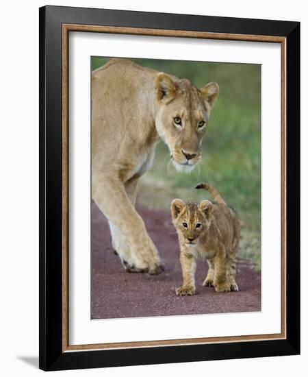 Close-up of a Lioness and Her Cub, Ngorongoro Crater, Ngorongoro Conservation Area-null-Framed Photographic Print