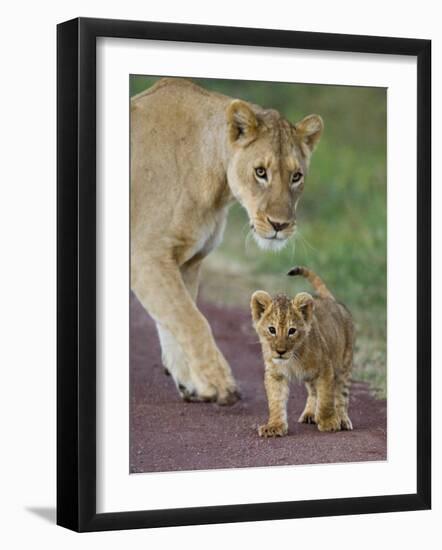 Close-up of a Lioness and Her Cub, Ngorongoro Crater, Ngorongoro Conservation Area-null-Framed Photographic Print
