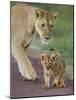 Close-up of a Lioness and Her Cub, Ngorongoro Crater, Ngorongoro Conservation Area-null-Mounted Photographic Print