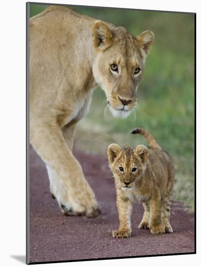 Close-up of a Lioness and Her Cub, Ngorongoro Crater, Ngorongoro Conservation Area-null-Mounted Photographic Print