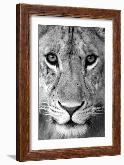 Close-up of a lioness (Panthera leo), Tarangire National Park, Tanzania-null-Framed Photographic Print