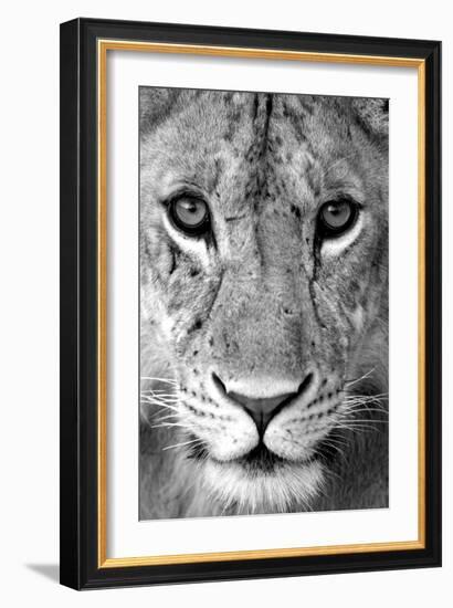 Close-up of a lioness (Panthera leo), Tarangire National Park, Tanzania-null-Framed Photographic Print