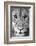 Close-up of a lioness (Panthera leo), Tarangire National Park, Tanzania-null-Framed Photographic Print