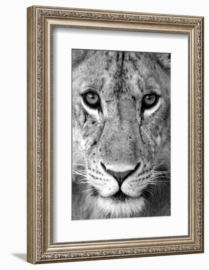 Close-up of a lioness (Panthera leo), Tarangire National Park, Tanzania-null-Framed Photographic Print