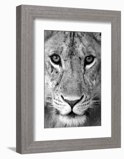 Close-up of a lioness (Panthera leo), Tarangire National Park, Tanzania-null-Framed Photographic Print