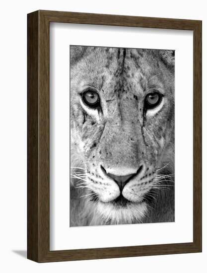 Close-up of a lioness (Panthera leo), Tarangire National Park, Tanzania-null-Framed Photographic Print