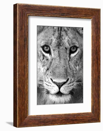 Close-up of a lioness (Panthera leo), Tarangire National Park, Tanzania-null-Framed Photographic Print