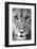 Close-up of a lioness (Panthera leo), Tarangire National Park, Tanzania-null-Framed Photographic Print