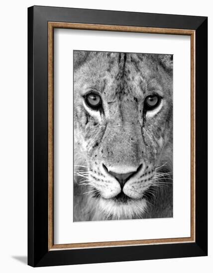 Close-up of a lioness (Panthera leo), Tarangire National Park, Tanzania-null-Framed Photographic Print