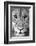 Close-up of a lioness (Panthera leo), Tarangire National Park, Tanzania-null-Framed Photographic Print