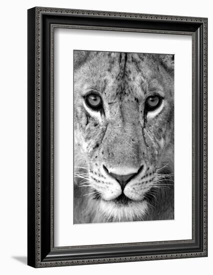 Close-up of a lioness (Panthera leo), Tarangire National Park, Tanzania-null-Framed Photographic Print