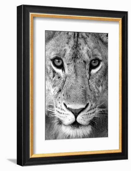 Close-up of a lioness (Panthera leo), Tarangire National Park, Tanzania-null-Framed Photographic Print