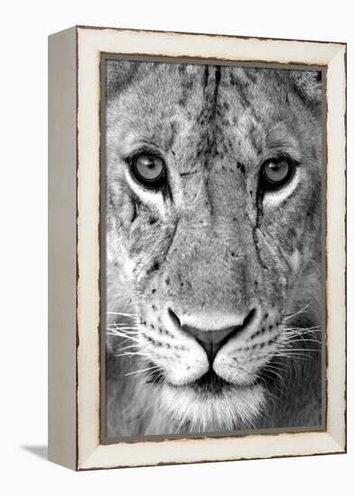 Close-up of a lioness (Panthera leo), Tarangire National Park, Tanzania-null-Framed Premier Image Canvas