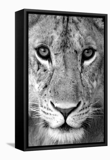 Close-up of a lioness (Panthera leo), Tarangire National Park, Tanzania-null-Framed Premier Image Canvas