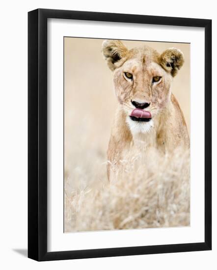 Close-Up of a Lioness Sticking its Tongue Out, Serengeti, Tanzania-null-Framed Photographic Print