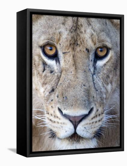 Close-Up of a Lioness, Tarangire National Park, Tanzania-null-Framed Premier Image Canvas