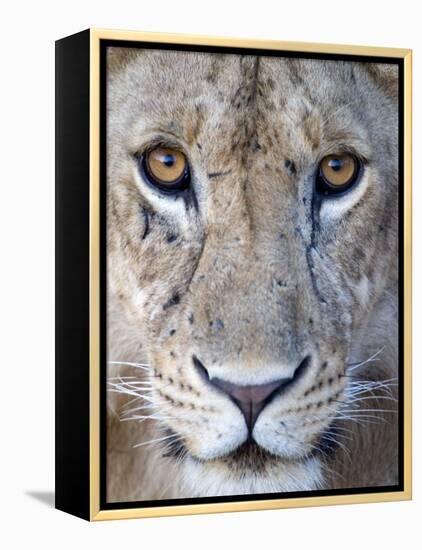 Close-Up of a Lioness, Tarangire National Park, Tanzania-null-Framed Premier Image Canvas