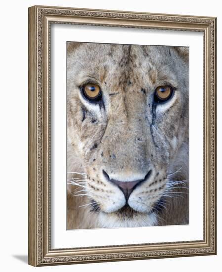 Close-Up of a Lioness, Tarangire National Park, Tanzania-null-Framed Photographic Print