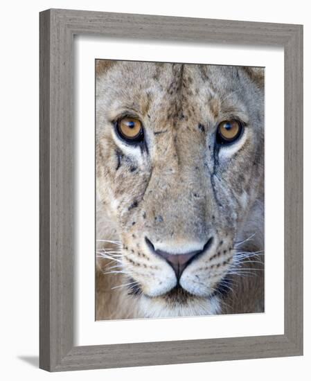 Close-Up of a Lioness, Tarangire National Park, Tanzania-null-Framed Photographic Print