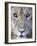 Close-Up of a Lioness, Tarangire National Park, Tanzania-null-Framed Photographic Print