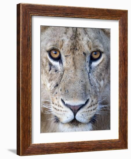 Close-Up of a Lioness, Tarangire National Park, Tanzania-null-Framed Photographic Print