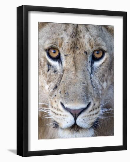 Close-Up of a Lioness, Tarangire National Park, Tanzania-null-Framed Photographic Print