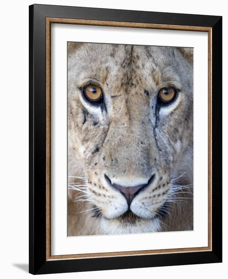 Close-Up of a Lioness, Tarangire National Park, Tanzania-null-Framed Photographic Print