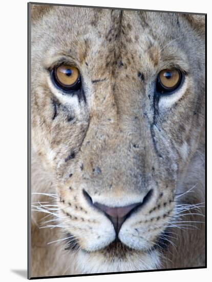 Close-Up of a Lioness, Tarangire National Park, Tanzania-null-Mounted Photographic Print