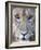 Close-Up of a Lioness, Tarangire National Park, Tanzania-null-Framed Photographic Print