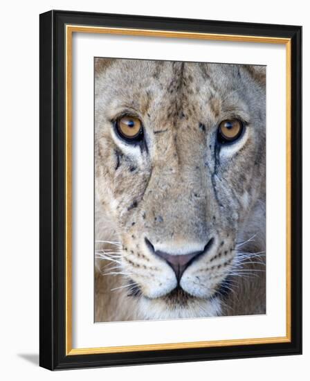 Close-Up of a Lioness, Tarangire National Park, Tanzania-null-Framed Photographic Print