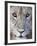 Close-Up of a Lioness, Tarangire National Park, Tanzania-null-Framed Photographic Print