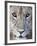 Close-Up of a Lioness, Tarangire National Park, Tanzania-null-Framed Photographic Print