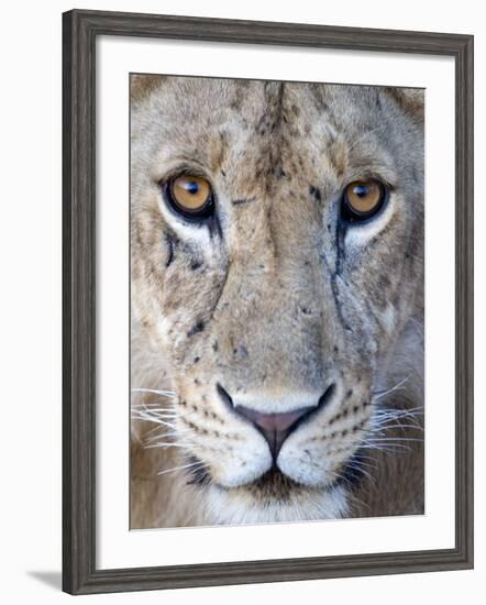 Close-Up of a Lioness, Tarangire National Park, Tanzania--Framed Photographic Print