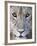 Close-Up of a Lioness, Tarangire National Park, Tanzania-null-Framed Photographic Print