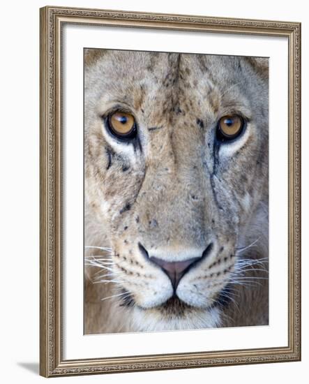 Close-Up of a Lioness, Tarangire National Park, Tanzania--Framed Photographic Print