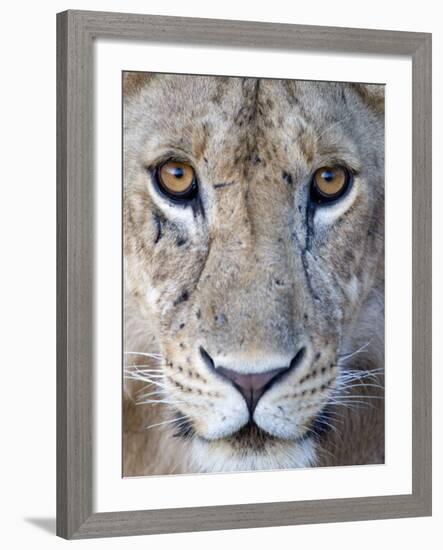 Close-Up of a Lioness, Tarangire National Park, Tanzania-null-Framed Photographic Print