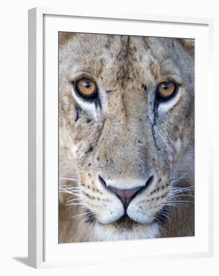 Close-Up of a Lioness, Tarangire National Park, Tanzania-null-Framed Photographic Print