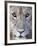 Close-Up of a Lioness, Tarangire National Park, Tanzania-null-Framed Photographic Print