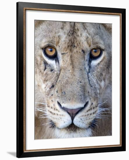 Close-Up of a Lioness, Tarangire National Park, Tanzania--Framed Photographic Print