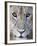 Close-Up of a Lioness, Tarangire National Park, Tanzania-null-Framed Photographic Print