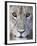 Close-Up of a Lioness, Tarangire National Park, Tanzania-null-Framed Photographic Print